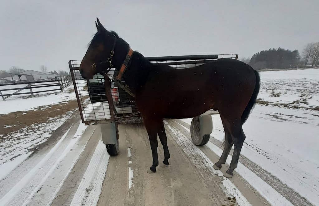 Lightning Bolt Standardbred Canada